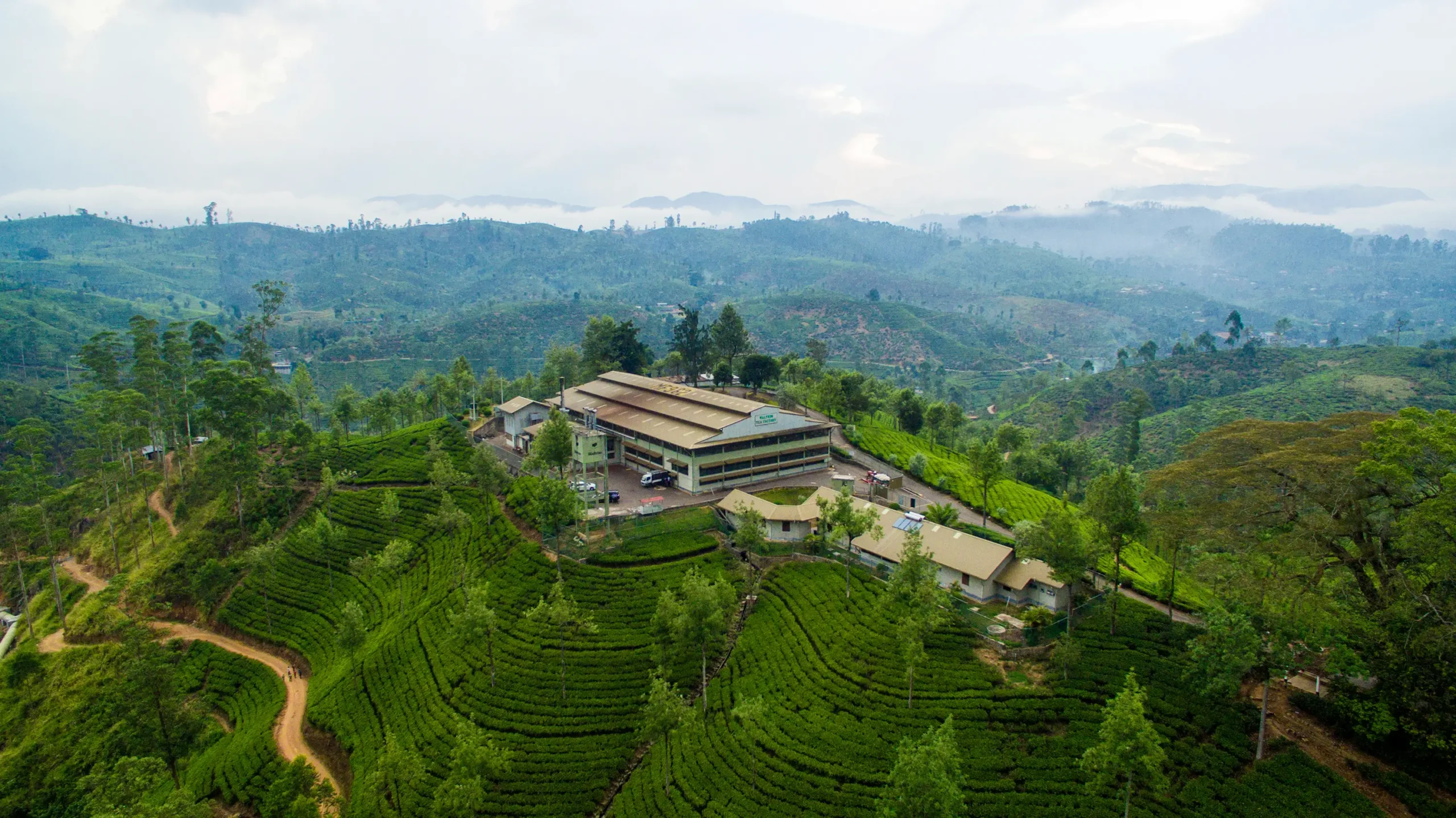 Aerial view of Hatton Plantations, showcasing lush green tea fields under a clear blue sky